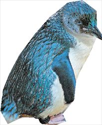 Μικρός μπλε πιγκουίνος. Είναι  το μικρότερο είδος πιγκουίνου  στον κόσμο. Έχει ύψος περίπου  40 cm και ζυγίζει 1 κιλό  
