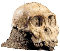 Αustralopithecus sediba.   Σύμφωνα με μερικά απολιθώματα των δύο   σκελετών,  τόσο το ενήλικο θηλυκό όσο και το  αρσενικό είχαν ύψος  1,27   μ.,  ενώ το  πρώτο  ζύγιζε  33 κιλά και  το δεύτερο 27  